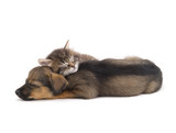 Fototapeta Zwierzęta - sleep kitten and puppy
