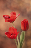 Fototapeta Tulipany - Tulipany Czerwone