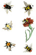 © ruskpp - Illustration wasps, bees and bumblebees.
