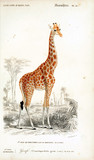 Illustration of a giraffe