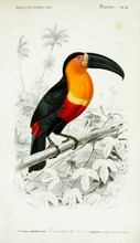 Illustration Of Bird.