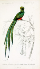 Illustration Of Bird.