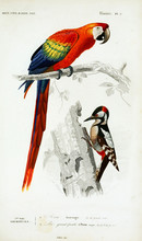 Illustration Of Bird.
