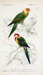 Illustration of bird.