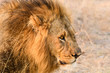 Portrait of a male lion in the wild, Botswana, Africa
