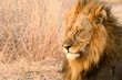 Portrait of a male lion in the early morning sun, Botswana, Africa

