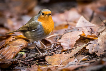 Wall Mural - robin red breast