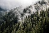Fototapeta Na ścianę - Nebbia tra gli alberi