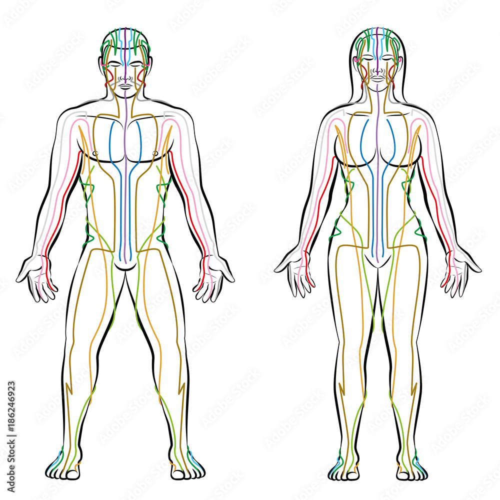 Meridian system - colored meridians of male and female body ...