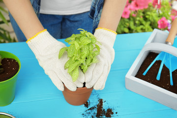 Wall Mural - Woman planting flower in pot on wooden table