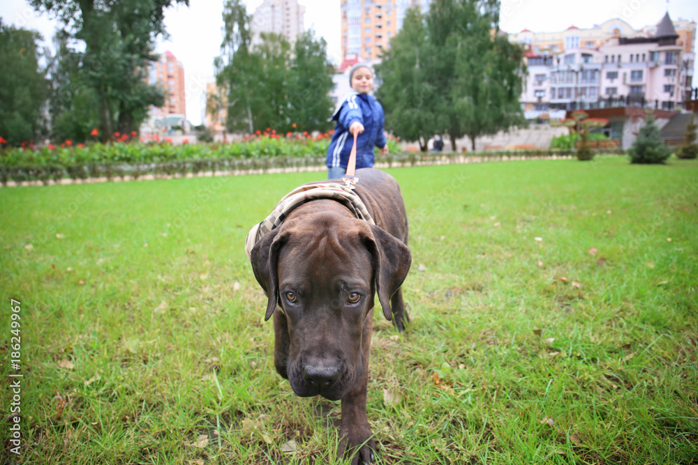 Cute little boy with his dog outdoors