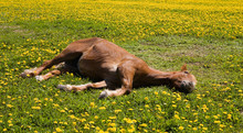 Sleeping Horse Summer Moscow