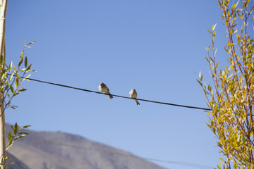 Two birds on the electric cable