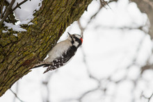Downy Woodpecker Picks At A Tree Trunk During The Winter; Wood Pecker Perched On A Tree Trunk Covered With Snow