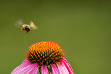 A Honey Bee Flying Towards Flower With Creamy Green Background
