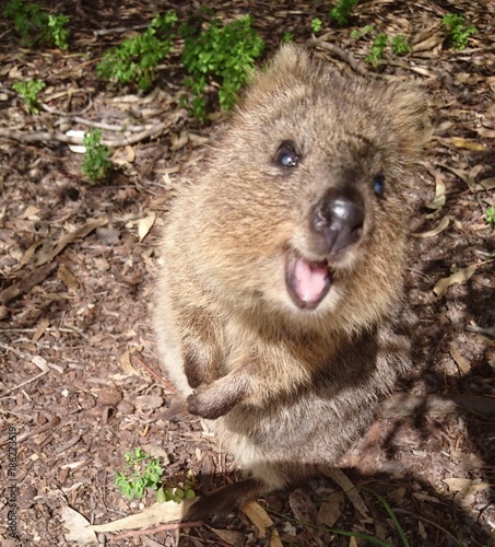 quokka Canvas Print