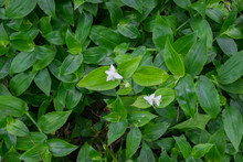 Tradescantia Fluminensis - Known As Wandering Jew Or Wandering Willy, Plant Is An Invasive Weed In New Zealand, NZ; An Ornamental Garden Plant Elsewhere. Landscape Orientation With White Flowers.