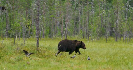 Wall Mural - big adult brown bear walking free in beautiful nature