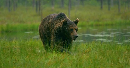 close-up of large adult brown bear walking free in the forest at night