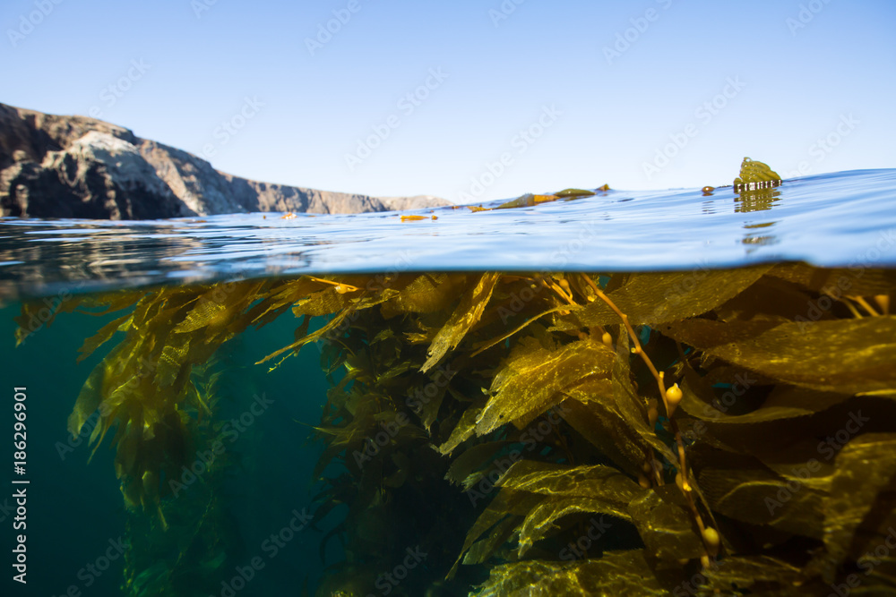 Kelp Forest Beauty Of Anacapa Island Channel Islands National Park