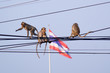 Monkeys on power lines