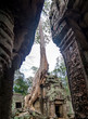 Tree growing on a temple