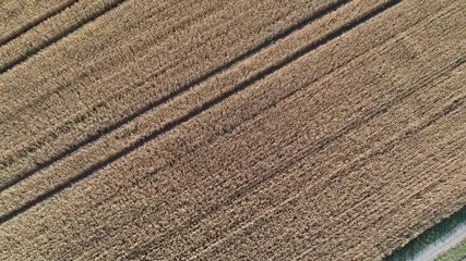 Canvas Print - Flight over wheat spikes rye field. Harvest agriculture farm rural