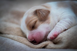 Fototapeta Łazienka - cute little puppies, freshly born, sleeping peacefully on a soft blanket in the sunshine