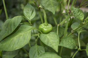 Capsicum annuum