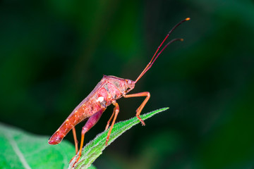 Wall Mural - Stink, Florida Leaf-footed Bug (Arthropoda: Insecta: Hemiptera: Heteroptera: Pentatomomorpha: Coreidae: Acanthocephala Femorata) posing and sitting on a green leaf and isolated with black background