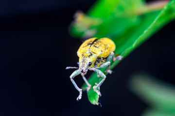 Wall Mural - Female Gold Dust Weevil (Arthropoda: Insecta: Coleoptera: Curculionidae: Entiminae: Tanymecini: Piazomiina: Hypomeces squamosus) standing and waiting on a green leaf isolated with black background