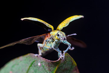 Wall Mural - Blurry female Gold Dust Weevil (Coleoptera: Curculionidae: Entiminae: Tanymecini: Piazomiina: Hypomeces squamosus) hardened forewings raised, hindwings unfolding on a leaf isolated black background