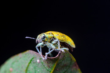 Wall Mural - Female Gold Dust Weevil (Arthropoda: Insecta: Coleoptera: Curculionidae: Entiminae: Tanymecini: Piazomiina: Hypomeces squamosus) standing and waiting on a green leaf isolated with black background