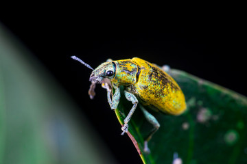 Wall Mural - Female Gold Dust Weevil (Arthropoda: Insecta: Coleoptera: Curculionidae: Entiminae: Tanymecini: Piazomiina: Hypomeces squamosus) standing and waiting on a green leaf isolated with black background