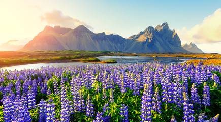 Wall Mural - Incredible view of the famous Stokksnes mountains on Vestrahorn cape, Iceland