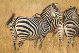 Fototapeta Konie - Herd of Plains Zebra - Equus quagga - in Kenya's Masaai Mara Game Reserve.jpg