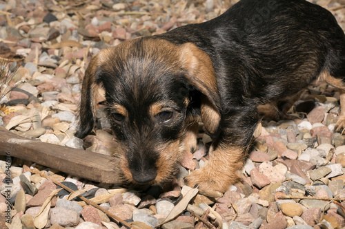Wire Haired Miniature Dachshund Puppy Rudi Chewing On A Piece Of