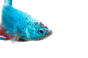 Sticker - Siamese fighting fish, Betta splendens, Thailand blur