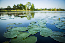 Lily Pads In Pond