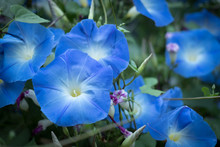 Morning Glory. Blooming Flower In Garden. Blue Flora
