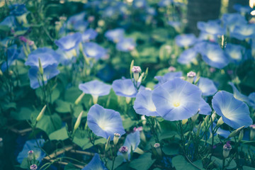 Wall Mural - morning glory. blooming flower in garden. blue flora
