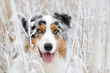 canvas print picture - Portrait von einem hübschen Australian Shepherd Hund im Winter zwischen Gräsern mit Raureif