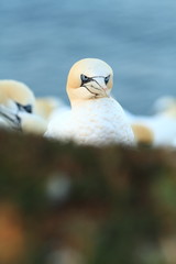 Wall Mural - Morus bassanus. Helgoland. Photographed in the North Sea. The wild nature of the North Sea. Bird on the Rock. Northern Gannet. The North Sea. 