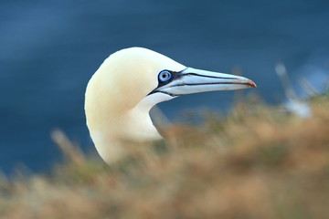 Wall Mural - Morus bassanus. Helgoland. Photographed in the North Sea. The wild nature of the North Sea. Bird on the Rock. Northern Gannet. The North Sea. 