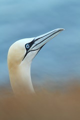 Wall Mural - Morus bassanus. Helgoland. Photographed in the North Sea. The wild nature of the North Sea. Bird on the Rock. Northern Gannet. The North Sea. 