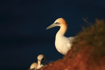 Wall Mural - Morus bassanus. Helgoland. Photographed in the North Sea. The wild nature of the North Sea. Bird on the Rock. Northern Gannet. The North Sea. 