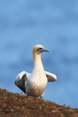 Wall Mural - Morus bassanus. Helgoland. Photographed in the North Sea. The wild nature of the North Sea. Bird on the Rock. Northern Gannet. The North Sea. 