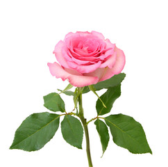 Wall Mural - Pink rose on the white background 