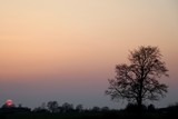 Fototapeta Na ścianę - Baum im kalten Sonnenuntergang