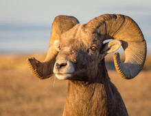 Bighorn Sheep In Badlands National Park